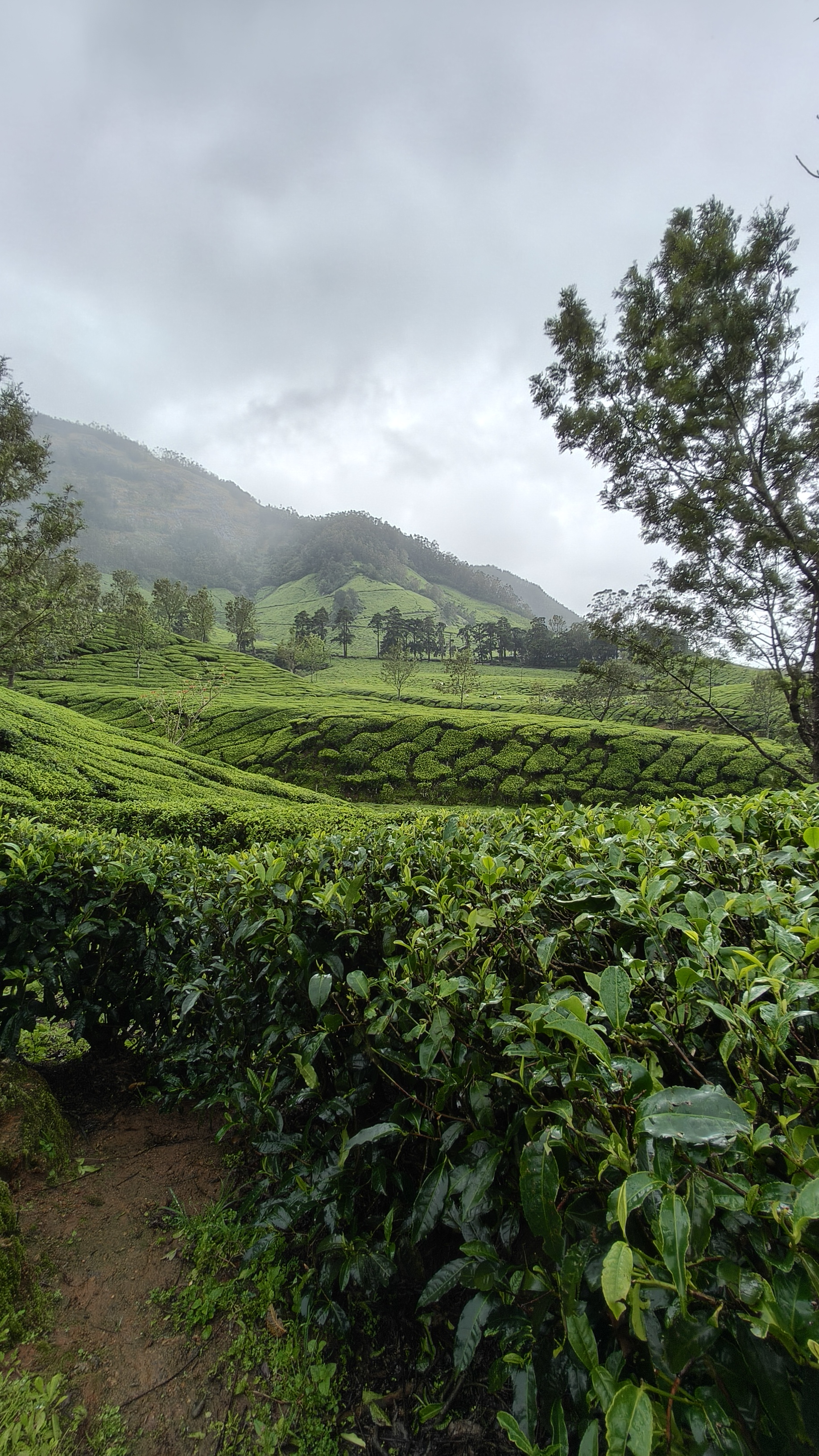 Kolukkumalai lush green tea gardens with mist-covered mountain slopes